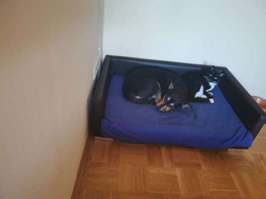 Hund und Katz Momente-Beitrag-Bild