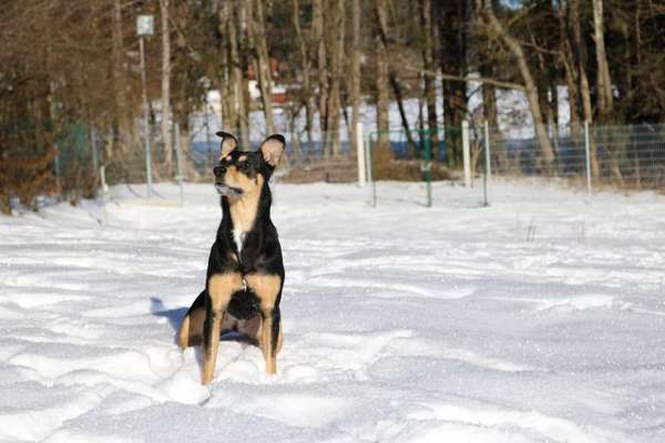 Labradorfans-Beitrag-Bild