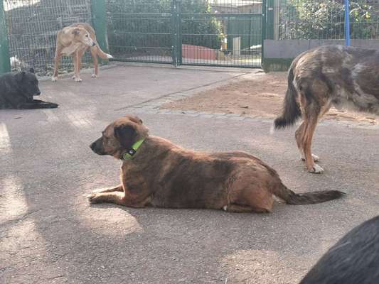 Arbeitstier-Beitrag-Bild