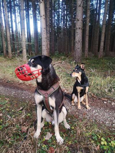 Foto's und Hundemodels-Beitrag-Bild