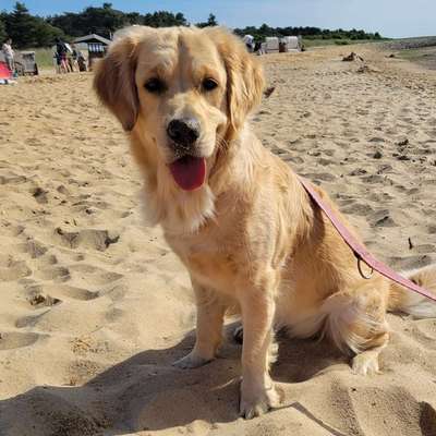 Hundetreffen-Spiel- und Spaziertreffen-Bild