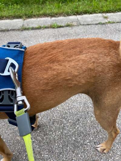 Mückenstiche ?-Beitrag-Bild