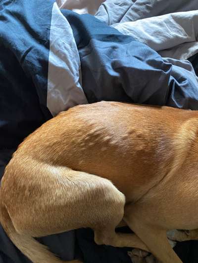 Mückenstiche ?-Beitrag-Bild