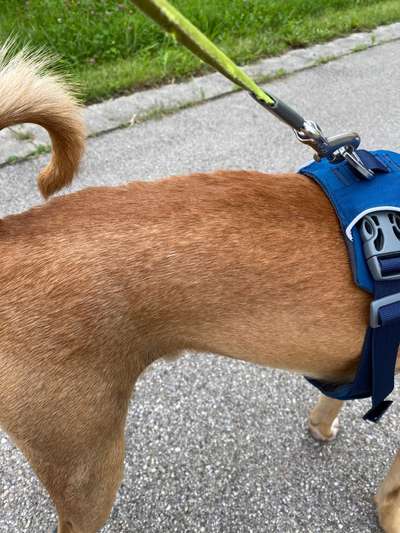 Mückenstiche ?-Beitrag-Bild