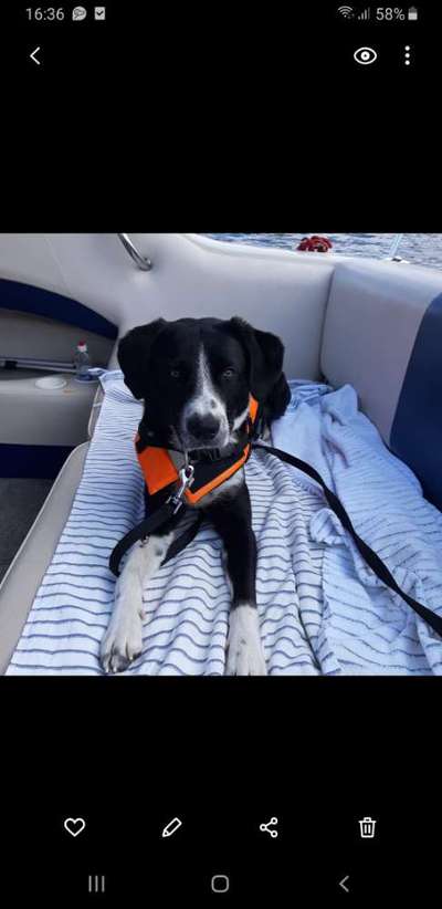 Die Dogorama Wochen Challenge-Beitrag-Bild