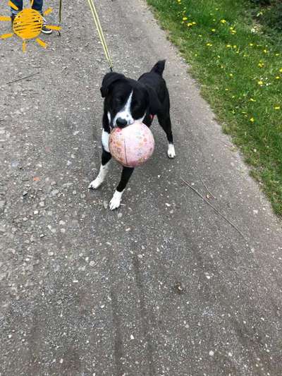 Die Dogorama Kalender Challenge Teil 3/4-Beitrag-Bild