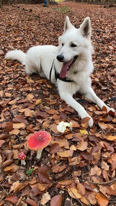 Schäferhund-Beitrag-Bild