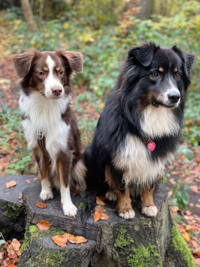 Hundetreffen-Aussie Treff-Bild