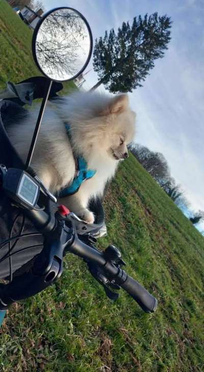 Hundetreffen-Treffen zum Kennenlernen 🐾🐕🙋🏻‍♀️-Bild