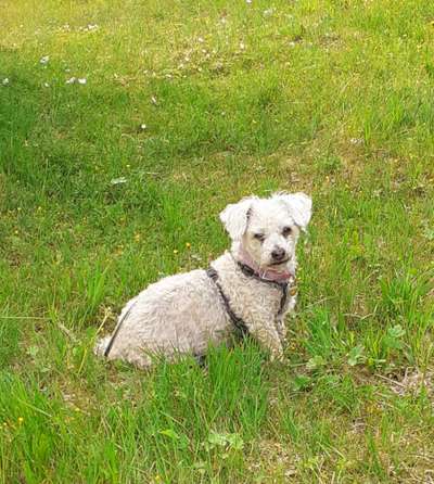 Fotochallenge Nr. 56 - geliebte Senioren-Beitrag-Bild