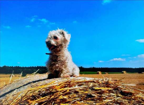 Die Dogorama Kalender Challenge Titelbild-Beitrag-Bild