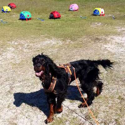 Gordon Setter-Beitrag-Bild