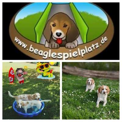 Hundetreffen-Beaglespielplatz Frankfurt-Bild