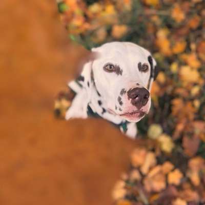 Hundetreffen-Dalmatiner Treffen-Bild