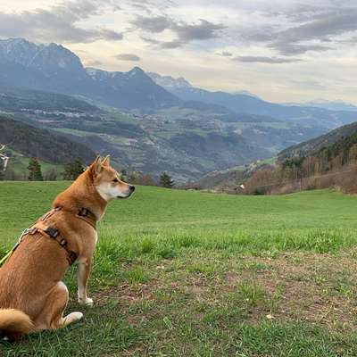 Hundetreffen-Eine Runde Gassi gehen oder spielen-Bild
