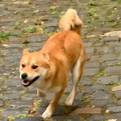 Hundetreffen-Eine Runde Gassi gehen oder spielen-Bild