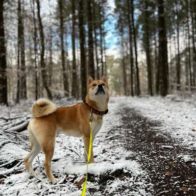 Hundetreffen-Eine Runde Gassi gehen oder spielen-Bild