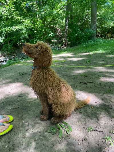 Welpen Bilder !-Beitrag-Bild