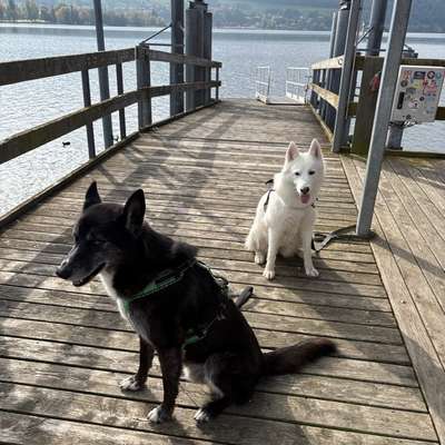 Hundetreffen-Hunderunden-Bild