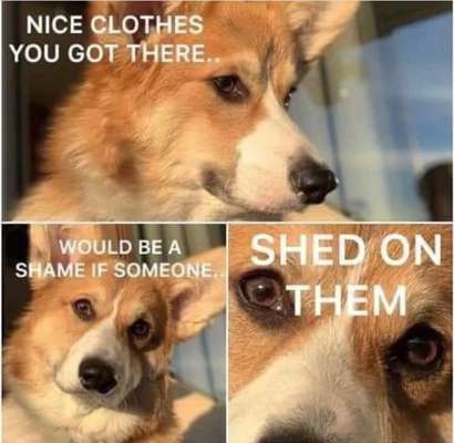 Hunde Memes-Beitrag-Bild