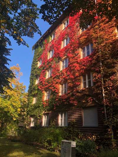 Die wunderschöne Welt mit Hund.-Beitrag-Bild