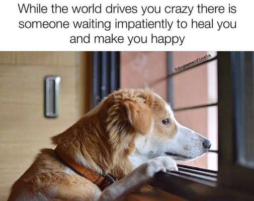 Hunde Memes-Beitrag-Bild