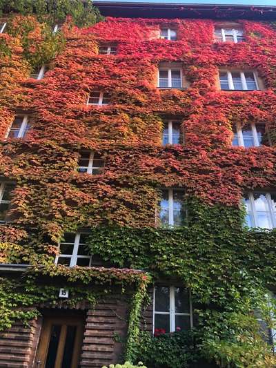 Die wunderschöne Welt mit Hund.-Beitrag-Bild