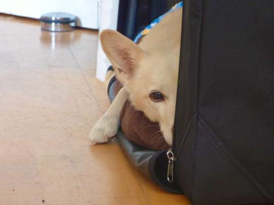 Dein Hund im Dogorama-Kalender 2021-Beitrag-Bild