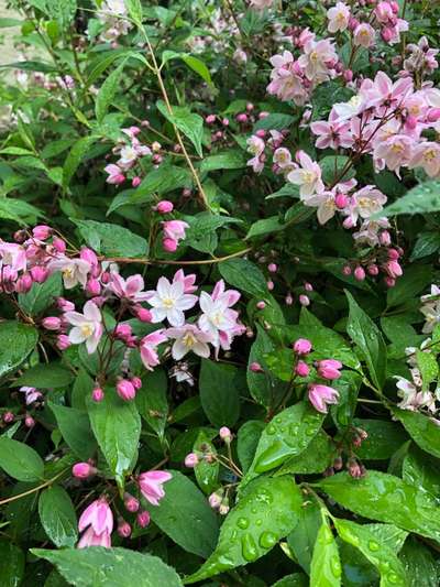 Die wunderschöne Welt mit Hund.-Beitrag-Bild