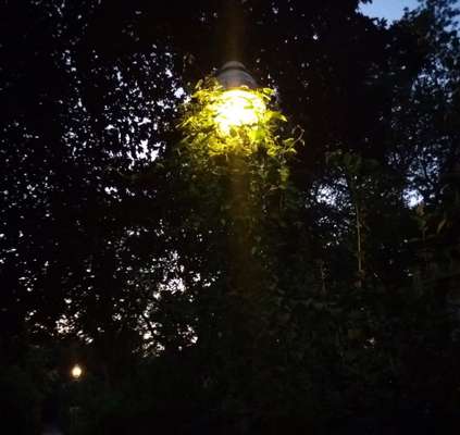 Die wunderschöne Welt mit Hund.-Beitrag-Bild