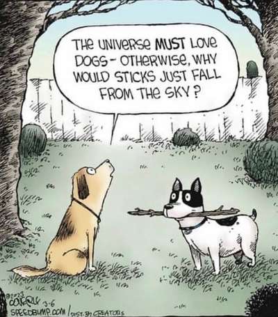 Hunde Memes-Beitrag-Bild