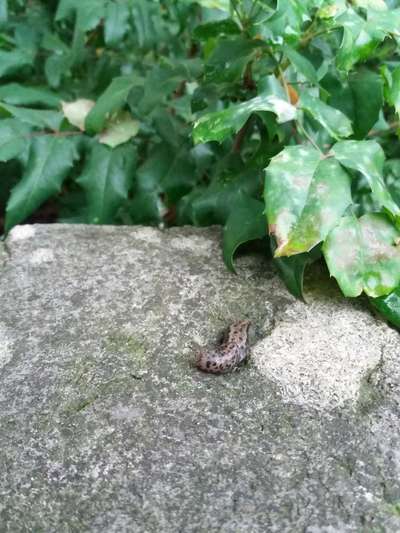 Die wunderschöne Welt mit Hund.-Beitrag-Bild