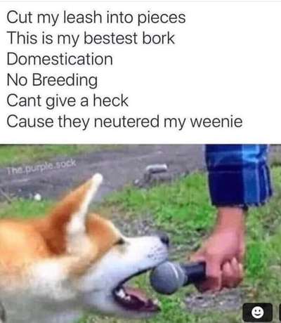 Hunde Memes-Beitrag-Bild