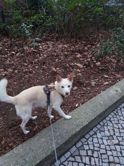 Dein Hund im Dogorama-Kalender 2021-Beitrag-Bild