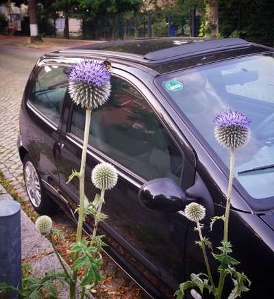 Die wunderschöne Welt mit Hund.-Beitrag-Bild