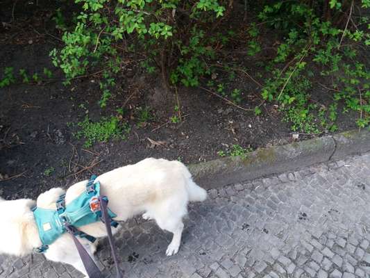 Erfahrung mit älteren Hunden-Beitrag-Bild