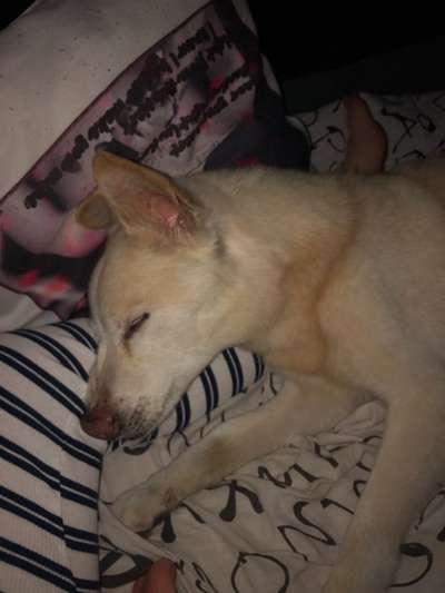 Erfahrung mit älteren Hunden-Beitrag-Bild