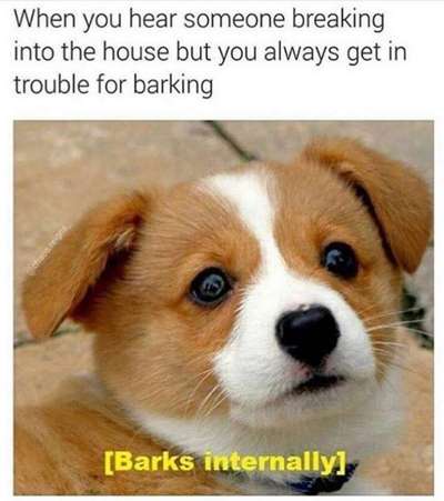 Hunde Memes-Beitrag-Bild