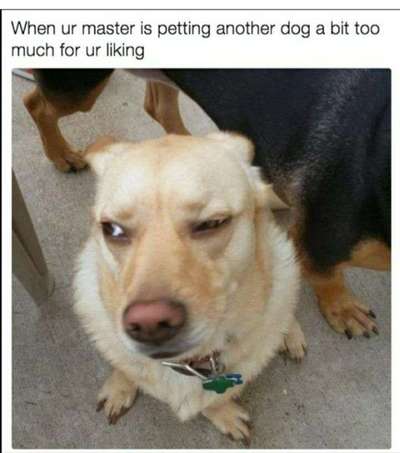 Hunde Memes-Beitrag-Bild