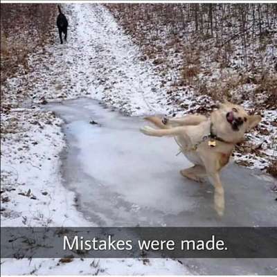 Hunde Memes-Beitrag-Bild