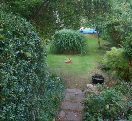 Die wunderschöne Welt mit Hund.-Beitrag-Bild