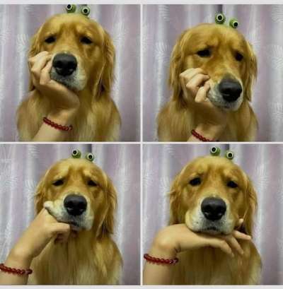 Hunde Memes-Beitrag-Bild