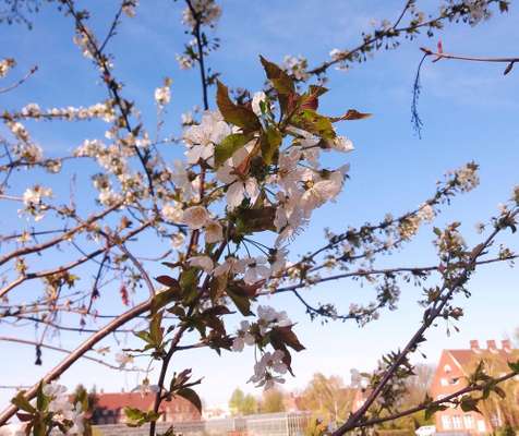 Die wunderschöne Welt mit Hund.-Beitrag-Bild