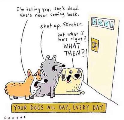 Hunde Memes-Beitrag-Bild