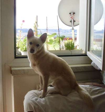 Mischlinge raten - Rätselspaß-Beitrag-Bild