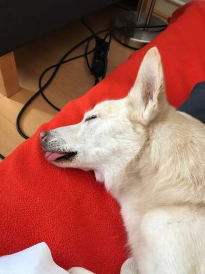 Fotochallenge Nr. 59 - Mein Hund zeigt die Zunge-Beitrag-Bild