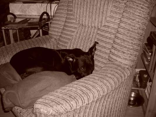 CHALLENGE NR. 19 - Der Hundeblick-Beitrag-Bild