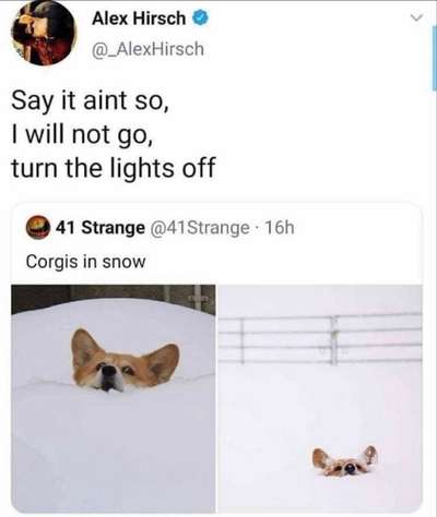 Hunde Memes-Beitrag-Bild