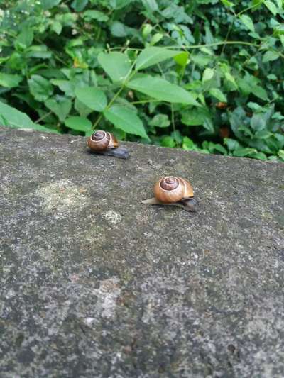 Die wunderschöne Welt mit Hund.-Beitrag-Bild