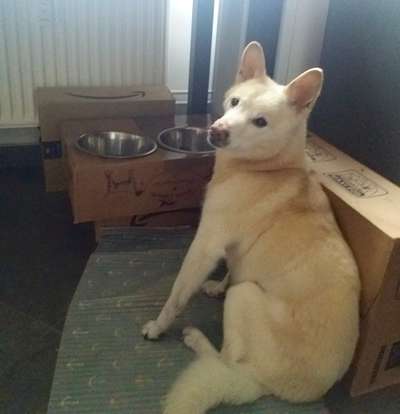 Erfahrung mit älteren Hunden-Beitrag-Bild